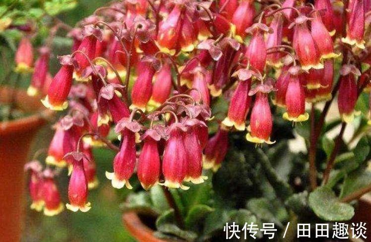 花卉|家里养此款花卉，便宜又好养，好养如绿萝，简单易成活