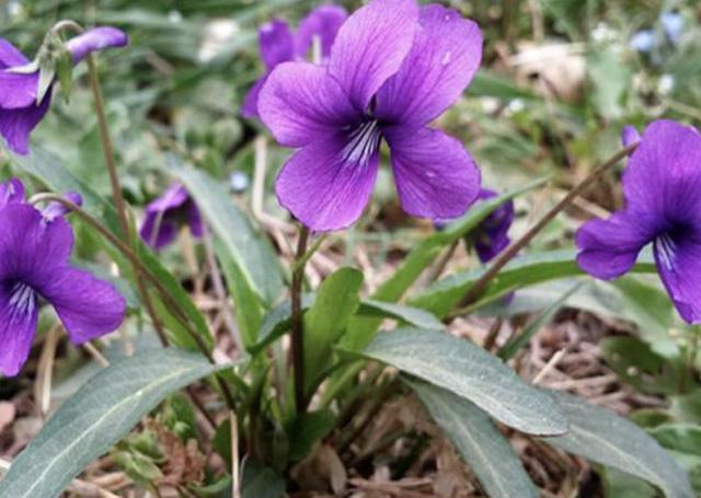 山坡下、树林里,生长着1种“紫花地丁”,少有人留意,却珍贵!