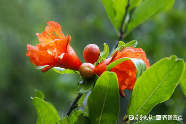 齐鲁|花开齐鲁｜美！泰山彩石溪绿叶成荫花满枝，“榴”光溢彩别样红