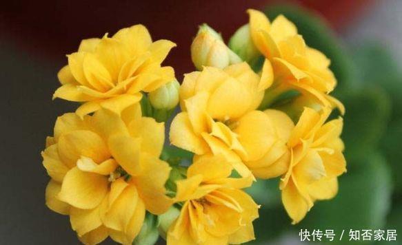 仙气十足的几款花卉,繁花似锦,花开一茬又一茬,美极了