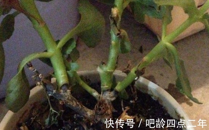 土表|长寿花出现3个“症状”,赶紧拿起剪刀,因为修剪才能“保命”