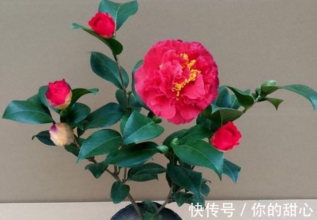 此花人称“赛牡丹”,芬芳如香薰,花期还长,不养一盆有点可惜