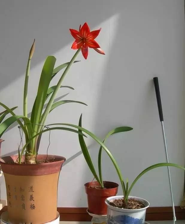 朱顶红这样养,不死才怪!教你一招让你的朱顶红花大色艳年年开花