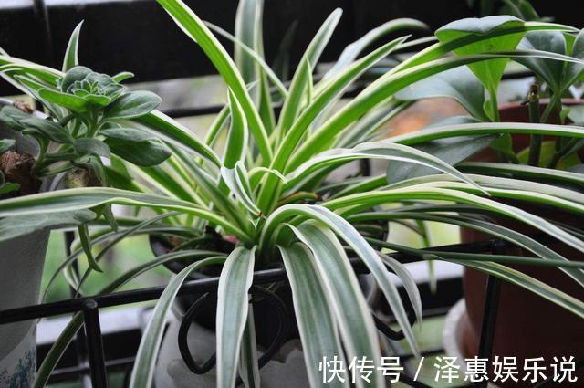 干尖|这3种花养久了要“换盆”，老根旧根修剪掉，干尖黄叶都不来