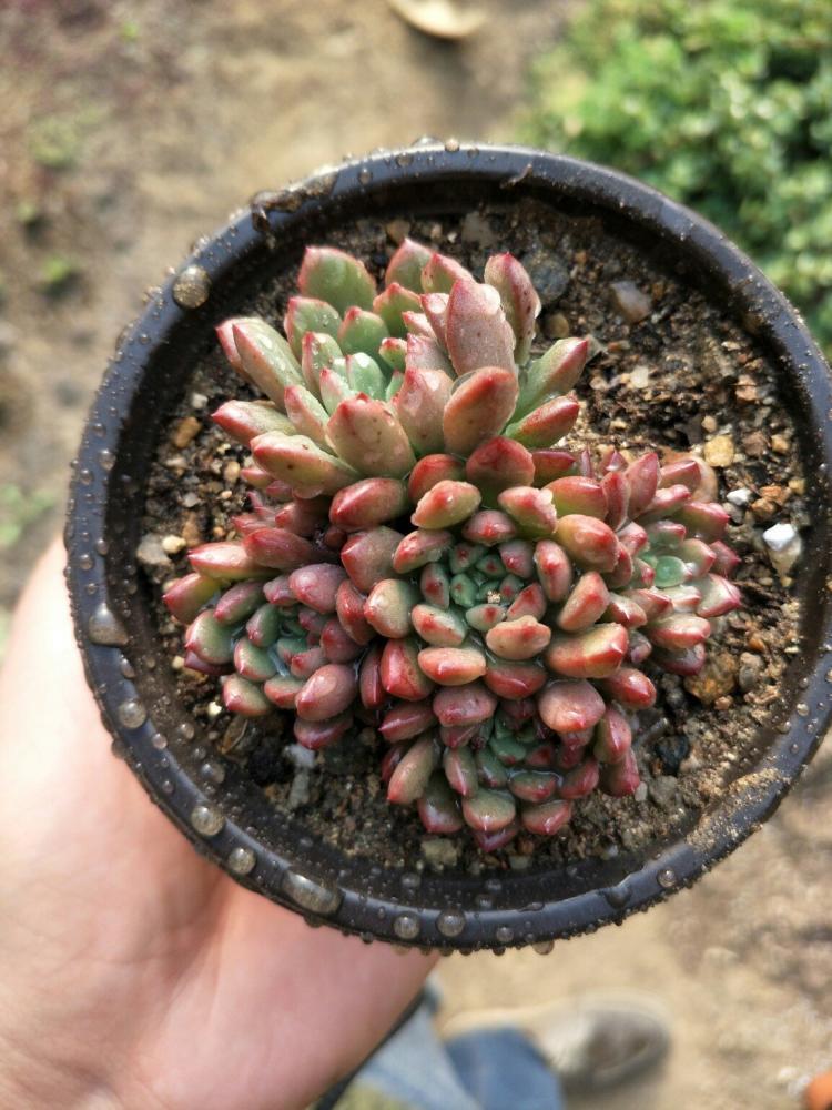 光照|颜值超高的红宝石多肉，生长快易爆盆，更容易逆袭，花瓣重重叠叠