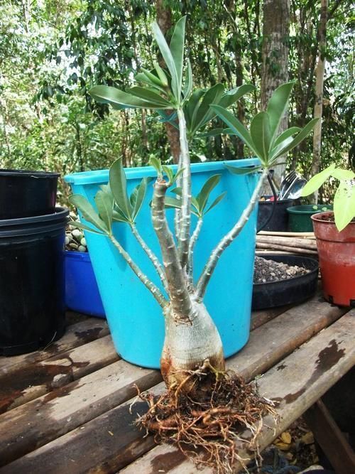 旺盛|沙漠玫瑰叶子长得旺盛还不开花,选好时机修剪,第二年有花看