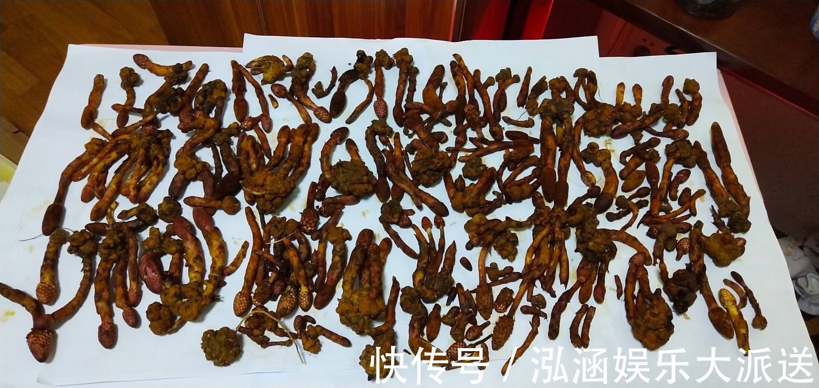 蛇菰|它名叫“红冬蛇菰,”长相酷似菌类植物,一年只能采摘几斤