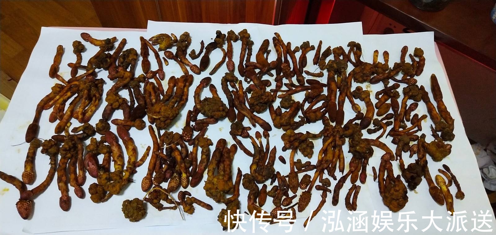 蛇菰|它名叫“红冬蛇菰，”长相酷似菌类植物，一年只能采摘几斤