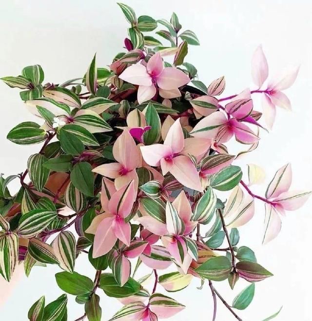 浇水|10种吊兰,耐阴又好看,叶子美得像一幅画