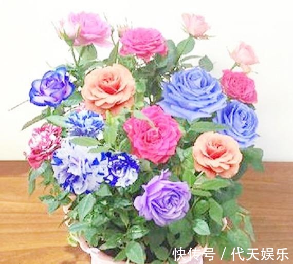 此花一树10色，花色美丽似彩虹，好闻似香水，好养易活，养花首选