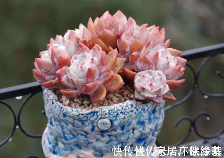 养多肉学会浇水事半功倍,5种水倒掉也别用,不然土壤板结有虫害