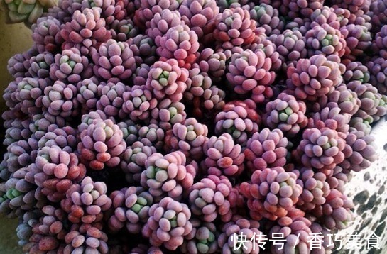 景天科|新手养花,不妨试试这几朵,比绿萝还好养,郁郁葱葱,四季常开花