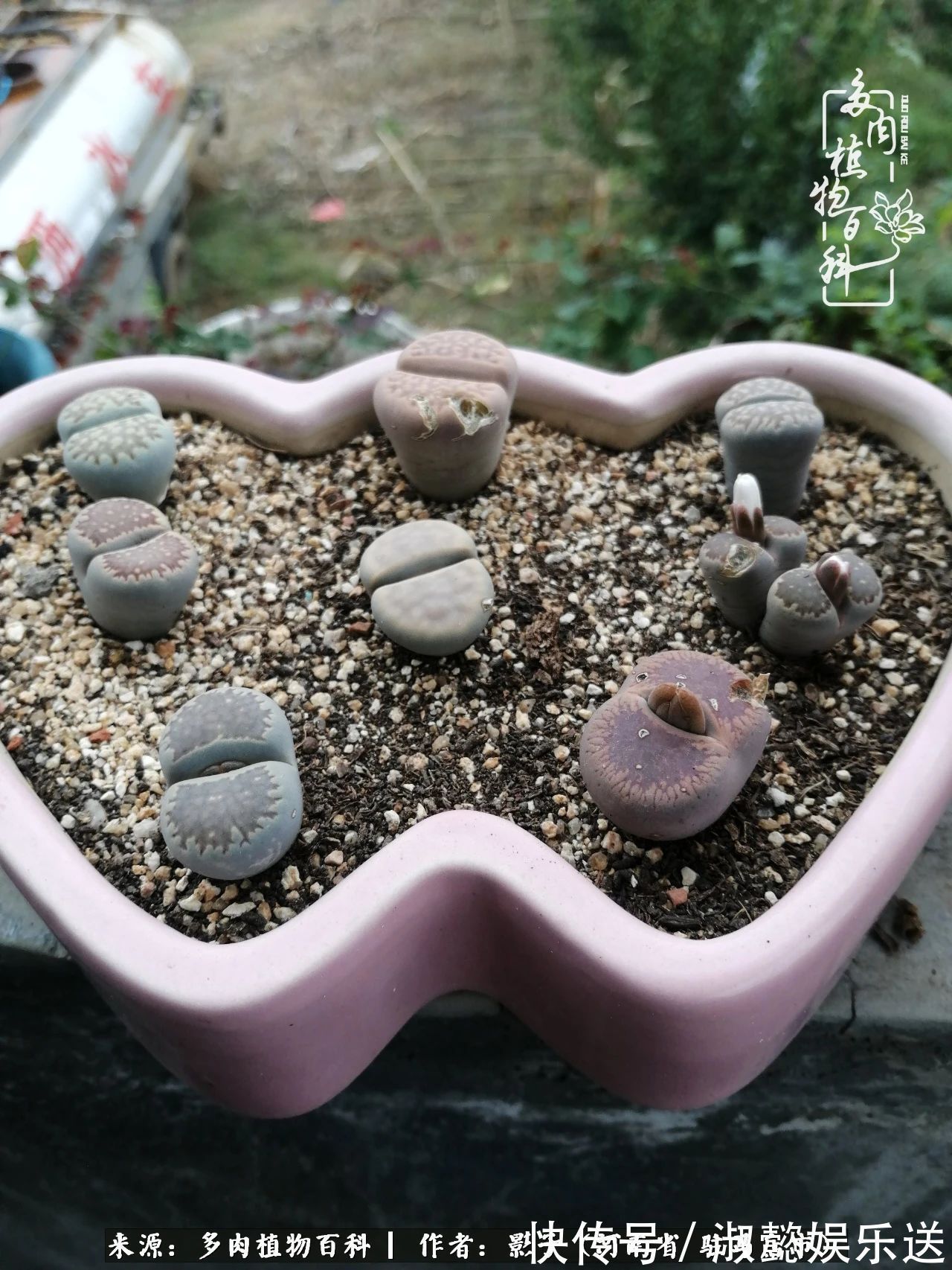 漂亮|被风雨洗礼的多肉越来越漂亮了,忍不住又往坑里跳!