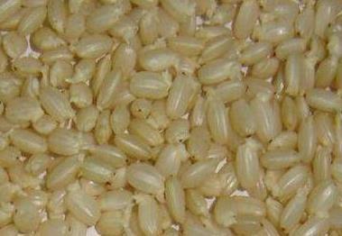 发芽|以下4种食物留着发芽后再吃，并不会中毒，反而营养价值更佳