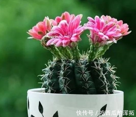 这4种花,最适合“懒人”养,家里种一盆,越不管它长得就越好!