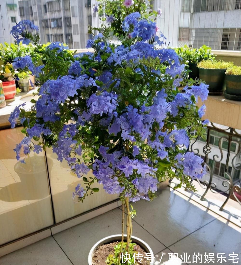 不易“养死”的13种花，独特有格调，好养又漂亮，新手养花首选