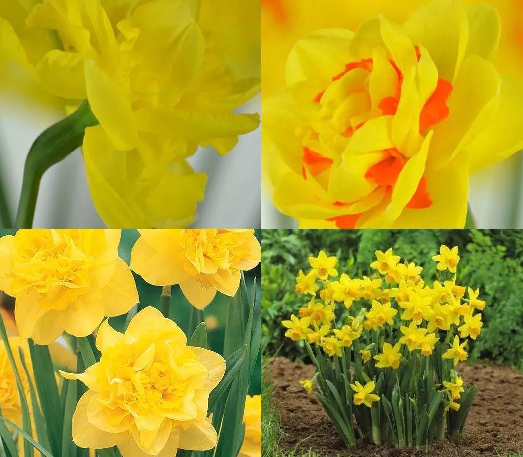 这花真能开,4个球开出28朵花,一颗就能开爆盆!