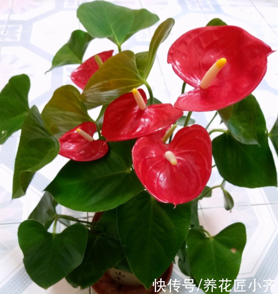 土壤|家里光照差，这5种花可以养，给点明亮光，叶子大又亮