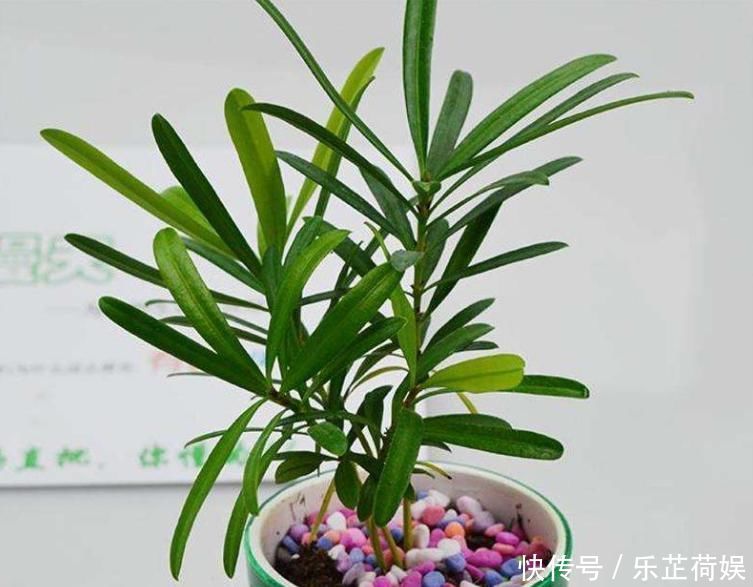 想要把小苗罗汉松,快速打造成“老桩盆景”,要做好这“几点”