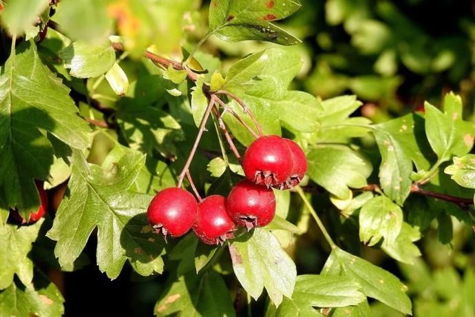 健胃消食片|节后血糖、血脂齐升高？中医妙法帮你“刮刮油”！只需泡上一杯茶……