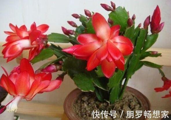 草木灰|养花缺少磷钾肥学会自制技巧,往花盆里放一点养啥植物都旺