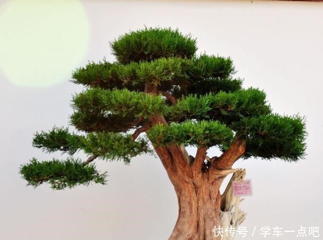 新手玩盆景到底该如何开始终于知道开头了，咋想都错，要这样做！