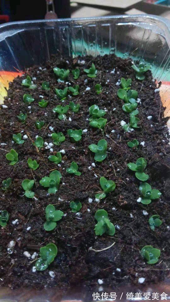 这5种花叶子落地便生根，趁现在抓紧繁殖，一个月长成小盆栽