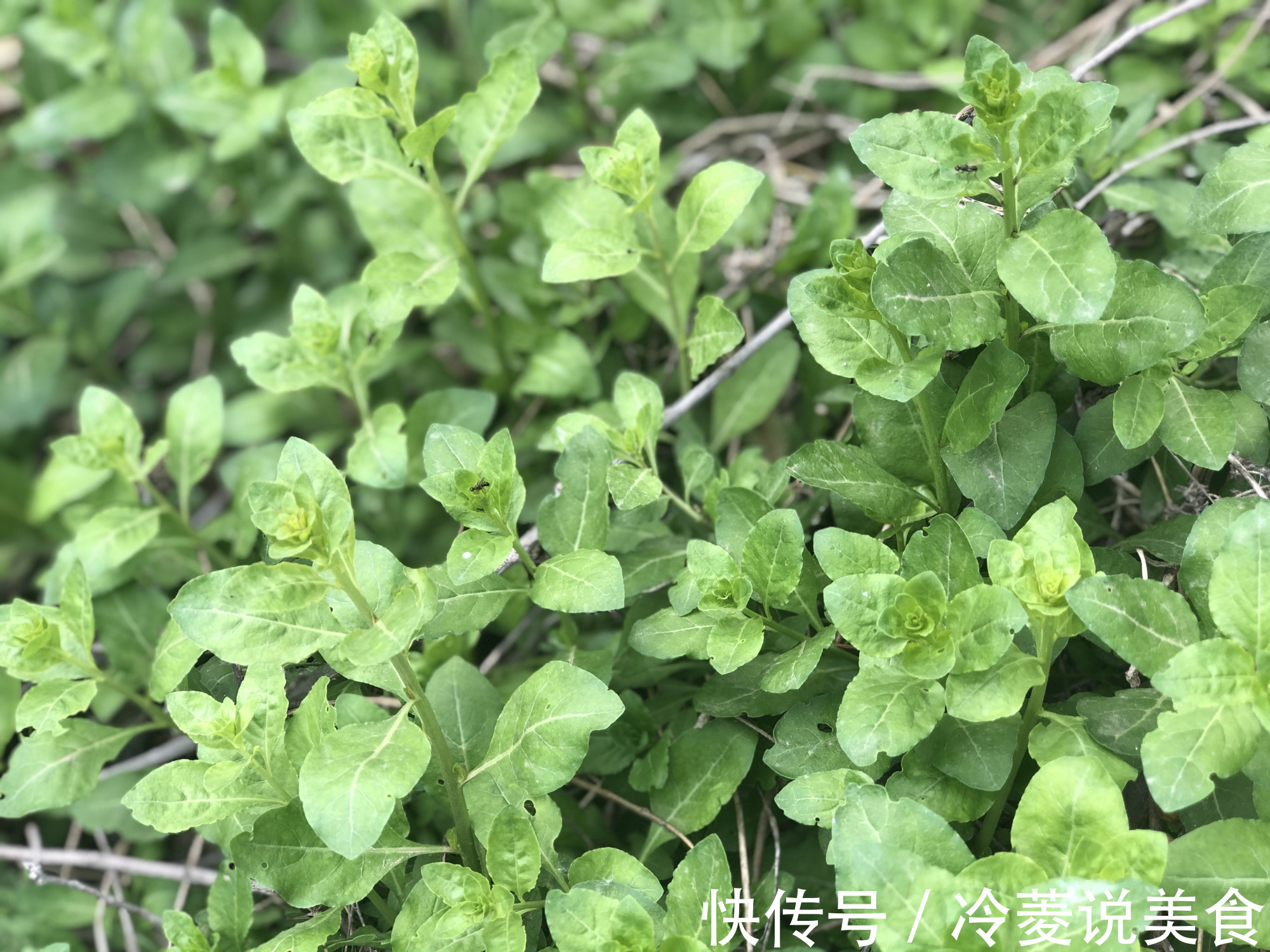 刺儿菜|这8种野菜很常见，但很多人不知道能吃，你认识几种