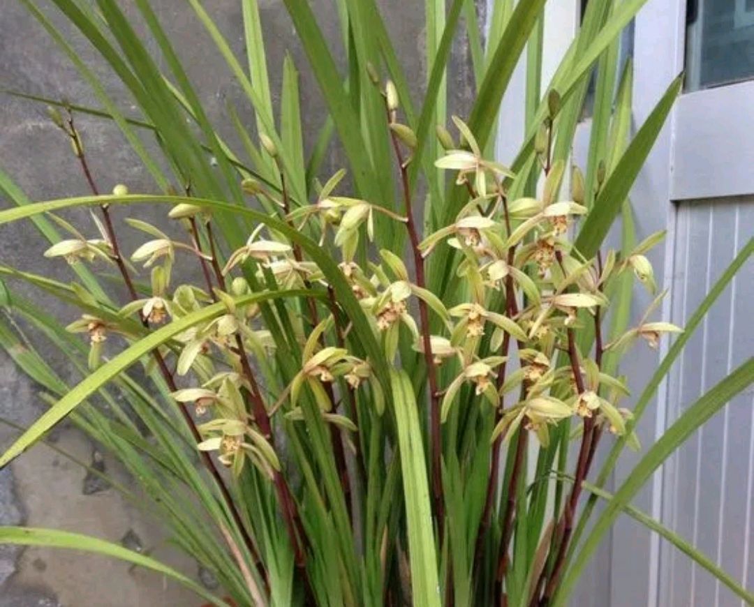 兰花在夏季腐苗烂根了怎么办按照4点做,兰花快速服盆长新芽