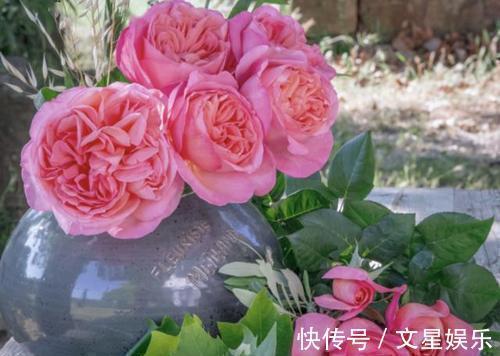 生根剂|最厉害的生根剂,用来养花,轻松养出大白根,啥花都喜欢