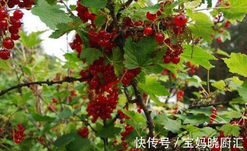 清甜|农村挂在树上的红玛瑙,色泽鲜艳果肉清甜,糖尿病患者也能吃