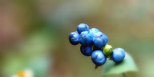 一味草药,是治皮杀手锏,湿疹、荨麻疹、带状疱疹,它都能通治