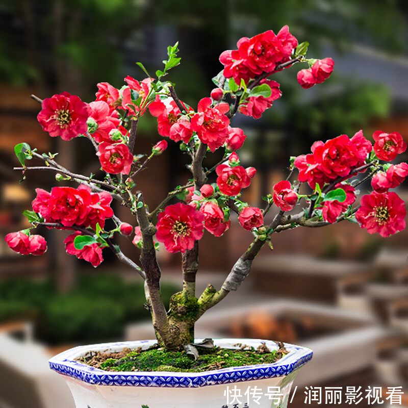 温暖|冬天客厅养3种花,好养好看寓意好,关键是美观大方