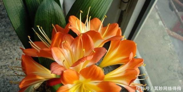 鲜艳|养君子兰,浇1杯“营养液”,7天冒花苞,花朵鲜艳,越长越美!