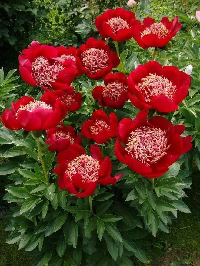 心中有花园，自然有花开