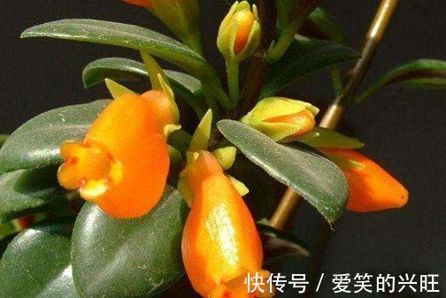 酢浆草|家里阳台必养此款花卉,耐寒易打理,美不胜收,一年四季都赏花