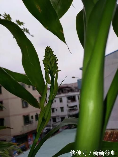 旺财|6种花镇宅旺财，净空气促健康，养过的都说“值得”！