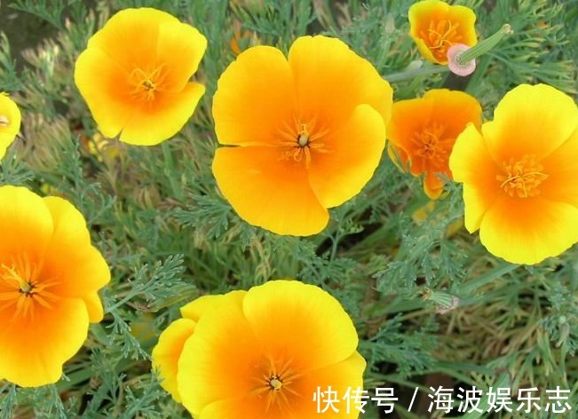 花菱草花苞少教你“几个”小技巧,养护轻松,花开艳丽,美极了