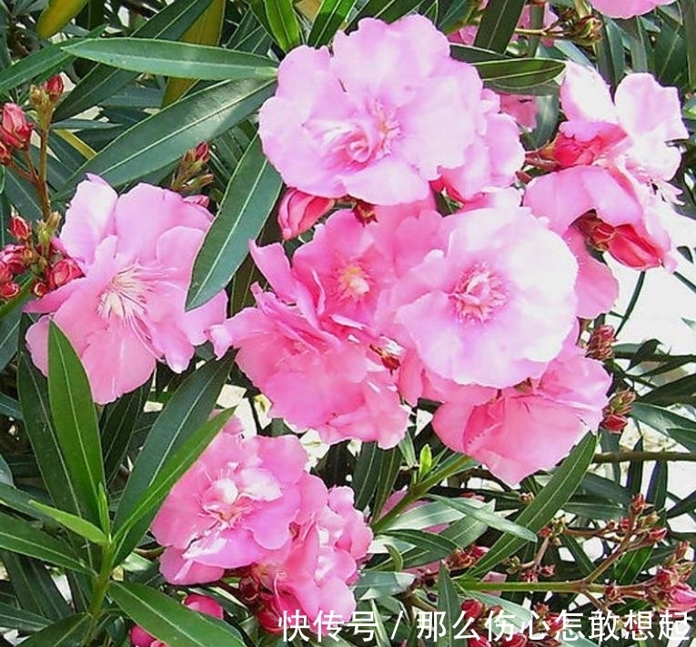 数据库|漂亮的有毒花，认识20种“大毒花”，涨知识不吃亏