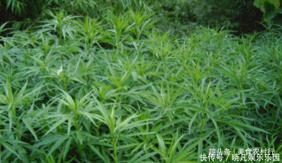 野草|农村河边的一种野草,不懂的人以为这是杂草,实际上它是国宴专属