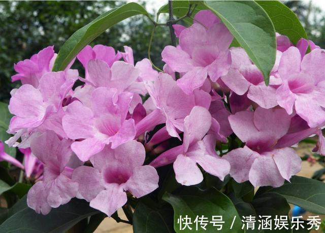 3种花适合养在室内，开花味道浓郁，满屋飘香很好闻，非常上档次