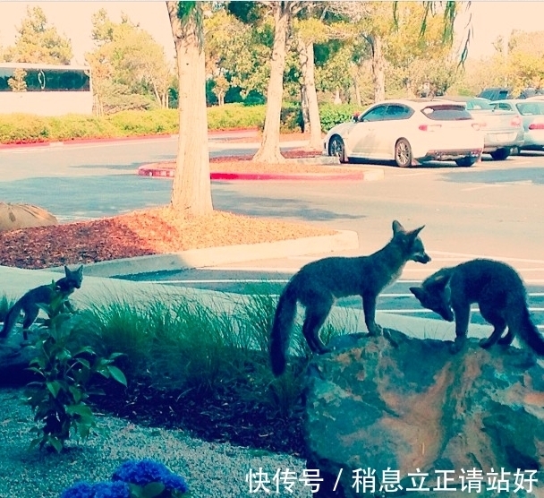邻居|Facebook总部的新邻居　密谋接管网路世界．．．