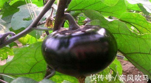 维生素p|秋天推荐常吃3种食物，排毒清肠，延缓衰老，清理体内毒素