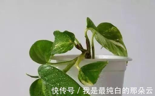 养花要心狠,特别是此5种花,剪得越狠长得更好,株型繁茂