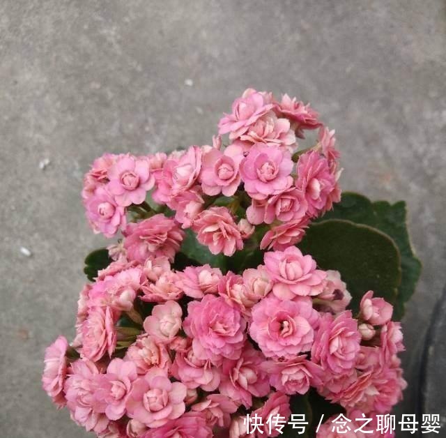 长寿花剪一刀,理个小平头,株型矮壮开花多