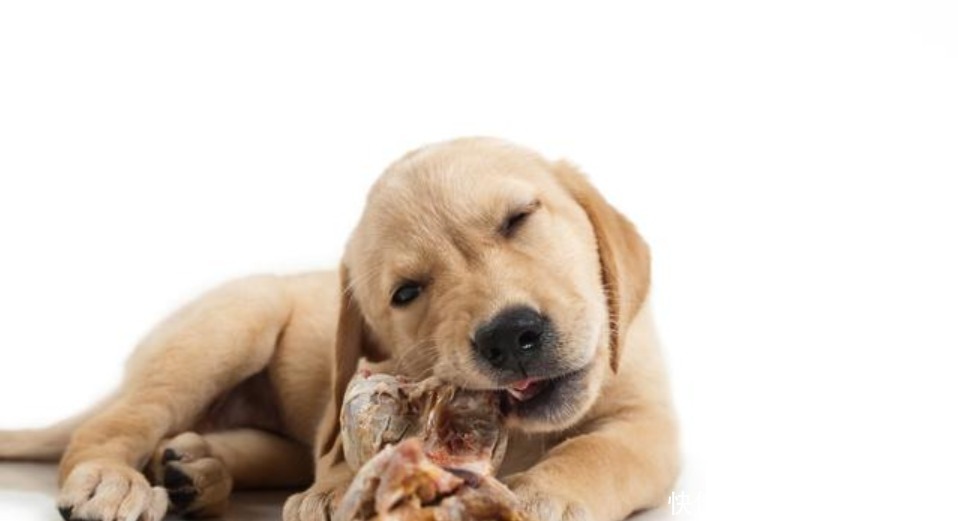 金毛狗狗呕吐咖啡色 金毛狗狗呕吐咖啡色