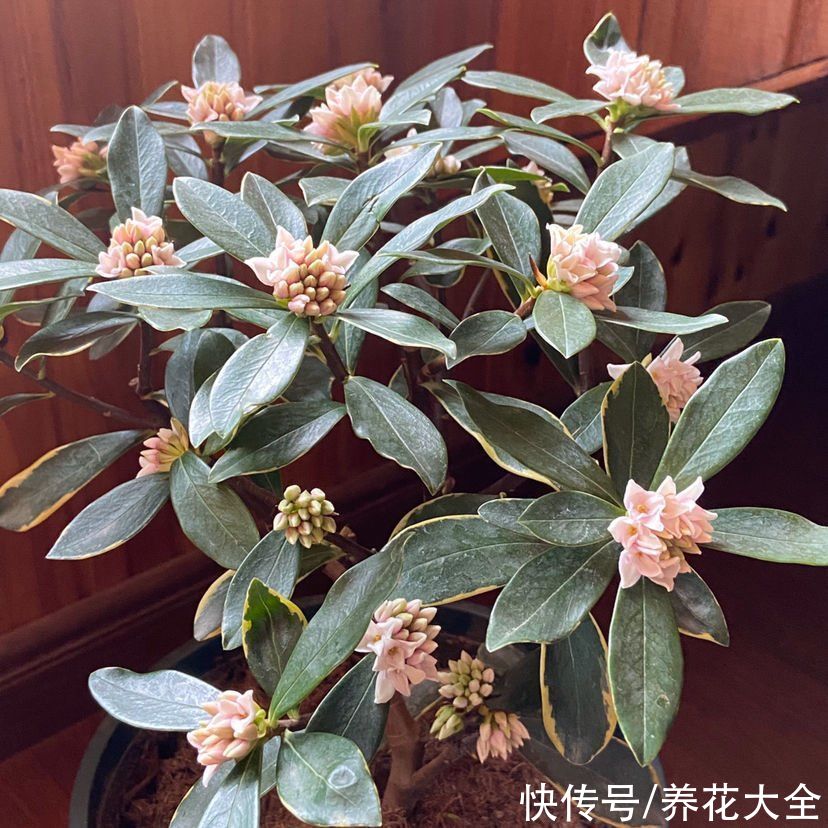 家里养组合香水花，一年四季都有香味，满屋子都飘香