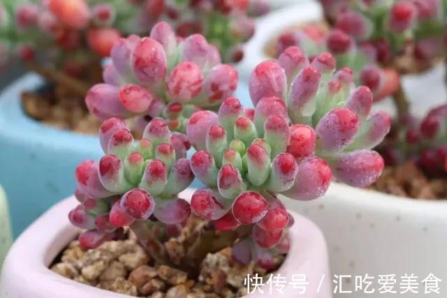 花友养多肉,都会遇到两大难,简单三步走,叶肥又鲜艳