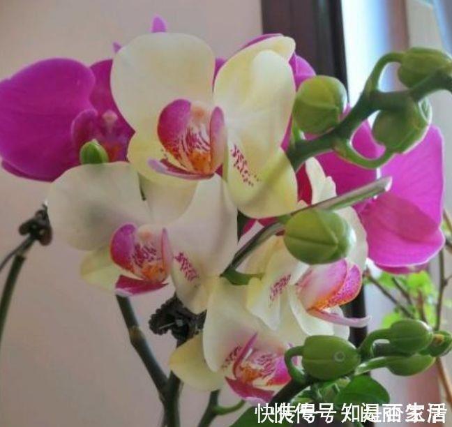 生命力|生命力顽强的4种花，生根快，沾土就活，7天就开花