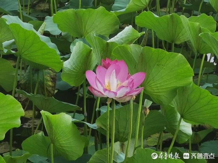 花开别样红！荷花已入盛花期，壹粉带你到山东各地去瞧瞧|情报站| 荷花